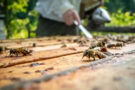 Atac violent al albinelor într-un oraş din Franţa: 24 de persoane au fost înţepate, unele de zeci ori