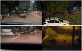 Animalele sălbatice au invadat marile orașe: Urși la Brașov, mistreți la Cluj