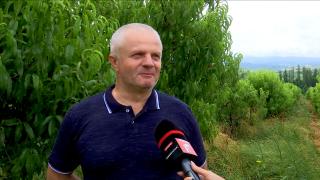 Caisele şi piersicile, la control. Testul pesticidelor arată dacă fructele sunt cu adevărat "româneşti"