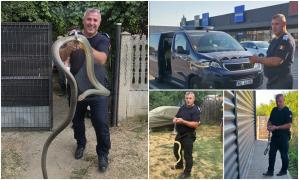 Șerpi mari, prinși în Mehedinți. Unul a ajuns în podul unei case, altul a apărut lângă un centru comercial