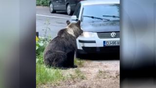 Amenzi usturătoare pentru turiștii care hrănesc urșii pe marginea drumului