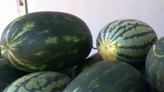 Cinci trucuri simple pentru a alege pepeni dulci, perfect copți