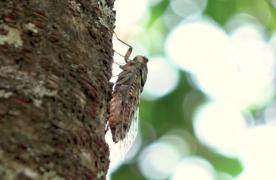 Invazie de cicade în mai multe zone din Capitală. Oamenii sunt terorizaţi de insectele zgomotoase