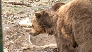 Prima staţiune montană care va fi înconjurată cu garduri electrice împotriva urşilor