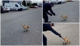 Vulpe speriată și dezorientată, într-un parc industrial din Braşov