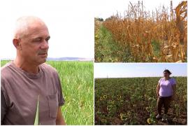 "Suntem la mila lui Dumnezeu". Recoltele care vor scădea drastic din cauza secetei. Fermierii nu au soluții