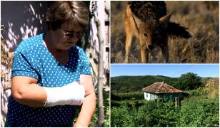 "Vino, Ioane, că m-a muşcat vulpea". Mărturia soțului femeii atacate de un șacal turbat