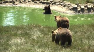 Controversă pe numărul urșilor din România. Câte exemplare există în țară