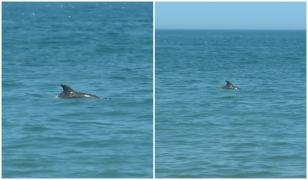 Fenomen pe litoralul românesc. Delfinii au venit foarte aproape de mal, atraşi de hrană