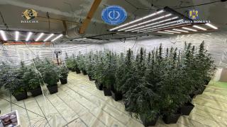 Un polițist din Dâmbovița cultiva indoor canabis cu soția. Cu cât vindeau complicii săi gramul de drog