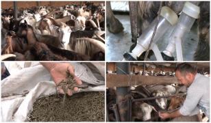 Fermele, lovite de caniculă: Caprele nu mai mănâncă din cauza căldurii şi producţia de lapte s-a înjumătăţit