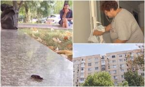 "Îi strângeam cu făraşul". Invazie de gândaci în Bucureşti. Oamenii se trezesc cu ei inclusiv în apartamente