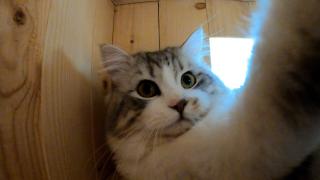 Ziua Internațională a Pisicii. Felina care a 