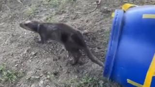 O vidră speriată i-a adus pe jandarmii din Satu Mare în misiune la coafor