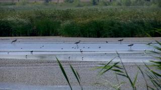 Seceta amenință un lac protejat din Satu Mare: 150 de specii de păsări, în pericol