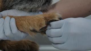 Cazuri de malpraxis la veterinar. Animal de companie, dus la internare şi luat a doua zi mort