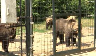 Locul din România unde oamenii pot adopta virtual un urs sălbatic. Costă doar 25 de lei pe lună