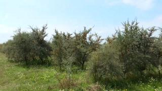 Fructul supranumit "ginsengul românesc" care are beneficii uriaşe pentru sănătate. Un kilogram costă 35 de lei