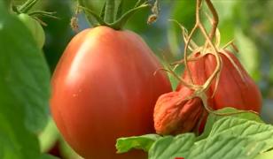 Producţia de roşii, în colaps din cauza caniculei. Doar 25% din roşiile sezonului ajung în pieţe, la suprapreţ