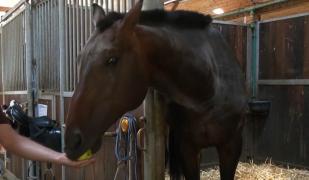 El este Percy, calul care costă cât un apartament cu două camere în Bucureşti. Echitaţia, pasiunea scumpă