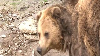 Vacanță cu peripeții pentru Elena Udrea: întâlnire neașteptată cu un urs
