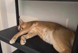 Panică în Fălticeni: un râs a fost scăpat din lesă. Stăpânul îi luase din Polonia, ca animal de companie