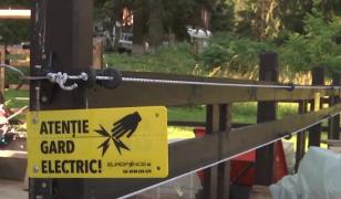 Vizitele urșilor în Poiana Brașov lasă dezastru în urmă. Unii turiști îi ademenesc cu mâncare de câini