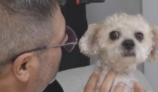 Eveniment inedit pentru căței și stăpânii lor în Capitală. Reacția prietenilor blănoși când sunt fotografiați