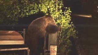 Trei urşi găsiţi morţi în Mureş, otrăviţi cu substanţe interzise: "Au început să-şi facă singuri dreptate"