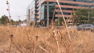Arborii care ar putea înlocui speciile obişnuite din Bucureşti. Capitala, plină de uscăciuni: "E mort, pustiu"
