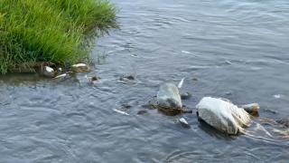 Alertă în Sibiu. Zeci de peşti morţi, descoperiţi în albia râului Avrig