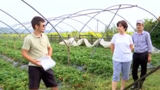 Dorin face profit cu căpşuni dulci şi zemoase, deşi toamna bate la uşă. Abia face faţă cererii: cu cât dă kg