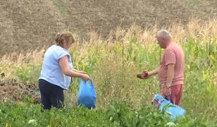 8 lei la fermă, 10 lei în piaţă: vinetele, mai ieftine la fermele cu autoservire