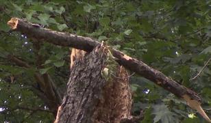 Copaci periculoşi în parcurile Capitalei. 1.600 de arbori stau să cadă peste trecători