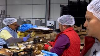 Cu cât se vând hribii româneşti în pieţele noastre, faţă de preţul cerut la export. Producţie mică de ciuperci