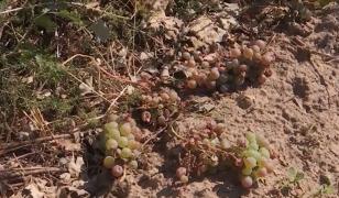 "Este afectată în proporţie de 70-80%". Viile din Vrancea, distruse de grindină