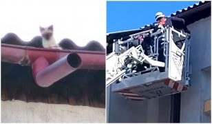 Pompierii din Vaslui, puşi în dificultate de un pui de pisică "neînfricat". Două ore s-au chinuit să-l prindă