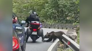 Momentul în care un turist e muşcat de urs pe Transfăgărăşan. I-a dărâmat motocicleta şi i-a golit ghiozdanul