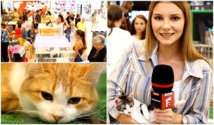 "Parada felinelor" în Bucureşti. Puiu, pisoiul salvat de copiii dintr-un centru, vedeta standului de adopţii