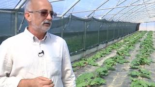 Plante uitate, cultivate din nou în Vâlcea. Cum foloseau bunicii frunza de brusture în formă de inimă