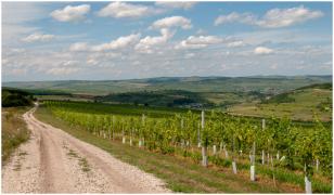 Drumul Vinului atrage tot mai mulți turiști români. Preţul pentru o noapte la conac și o degustare de vinuri