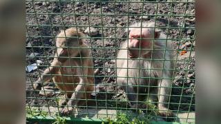 Val de anchete după ce o fetiţă de 4 ani a fost muşcată de o maimuţă la o grădină zoologică din Suceava