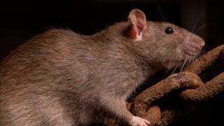 Un politician din Franţa vrea să repare imaginea şobolanilor: Consumă 75 de tone de alimente din gunoi