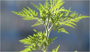 Ambrozia lasă fără aer peste jumătate de milion de români. Cum te protejezi în sezonul alergiilor