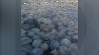 Invazie de meduze în largul Mării Negre. Cum explică specialiştii fenomenul