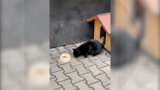 Animalele de companie au primit acces la instituţiile publice din Cluj, dacă respectă anumite reguli