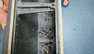 "M-am trezit dimineaţa plin de bube pe mine". Peste 100 de poliţişti din Capitală, muşcaţi de ploşniţe