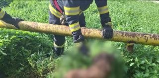 Operațiune emoționantă de salvare: Maxi, cățelul copiilor din sat, scos de pompieri dintr-un canal