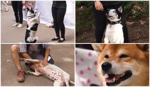 "Woof Fest", festivalul din inima Capitalei dedicat câinilor și stăpânilor pasionați de dresaj