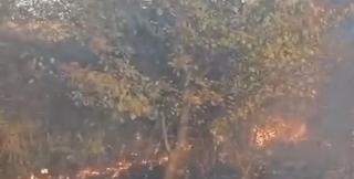 Incendiu uriaș în Vaslui. 50 de hectare de pădure și vegetație uscată, mistuite de flăcări